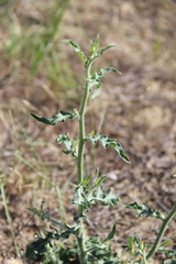 Chondrilla latifolia