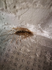 Scutigera coleoptrata
