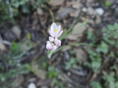 Allium roseum