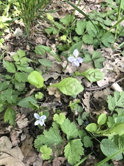 Viola canina