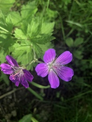 Geranium sylvaticum