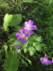 Geranium sylvaticum