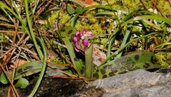 Orchis quadripunctata
