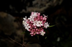 Valeriana italica