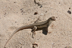 Leiocephalus raviceps