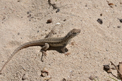 Leiocephalus raviceps