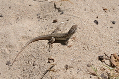 Leiocephalus raviceps