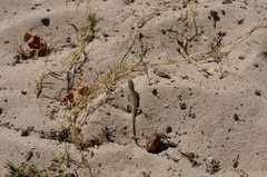 Leiocephalus raviceps