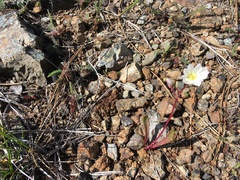 Lewisia oppositifolia