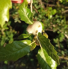 Andricus quercusramuli