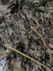 Opuntia pubescens