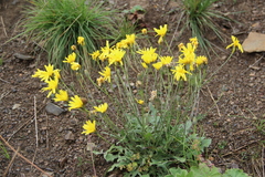 Crepis sonchifolia