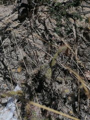 Opuntia pubescens