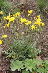 Crepis sonchifolia