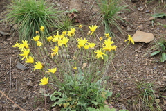 Crepis sonchifolia