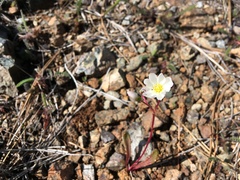 Lewisia oppositifolia