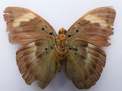 Euphaedra medon