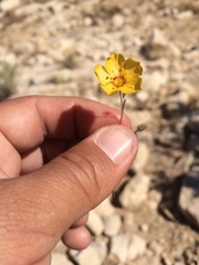 Linum berlandieri filifolium