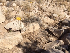 Linum berlandieri filifolium