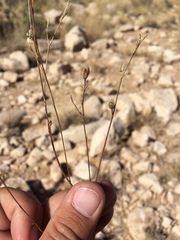 Linum berlandieri filifolium