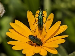 Psilothrix viridicoerulea