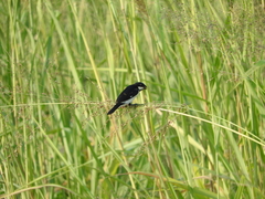 Sporophila lineola