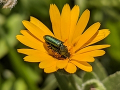 Psilothrix viridicoerulea