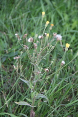 Crepis