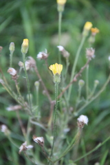Crepis