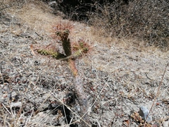 Opuntia pubescens