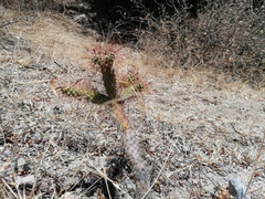 Opuntia pubescens