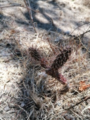 Opuntia pubescens