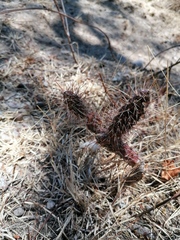 Opuntia pubescens