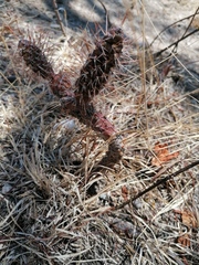 Opuntia pubescens