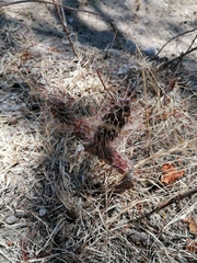 Opuntia pubescens