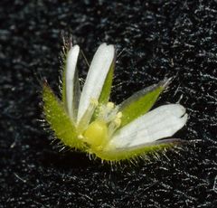 Cerastium glomeratum