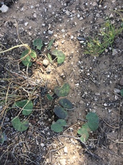 Dichondra brachypoda