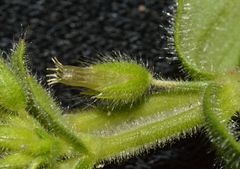 Cerastium glomeratum