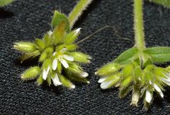 Cerastium glomeratum