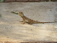 Agama aculeata aculeata