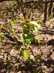 Pyrus cordata
