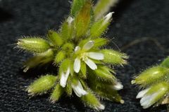 Cerastium glomeratum