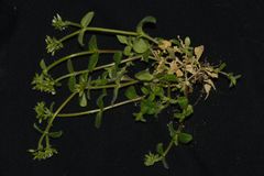 Cerastium glomeratum