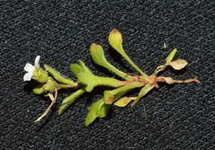 Saxifraga tridactylites