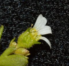 Saxifraga tridactylites