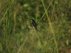 Sporophila lineola
