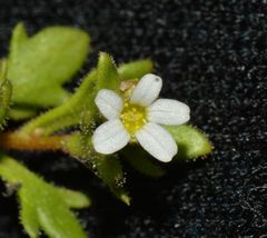 Saxifraga tridactylites