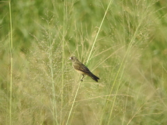 Sporophila lineola