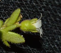 Saxifraga tridactylites
