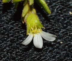 Saxifraga tridactylites